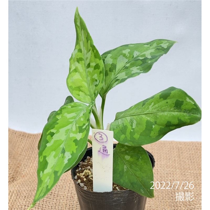 現品お届け アグラオネマ ピクタム トリカラー Aglaonema Pictum Tricolor 苗no 写真の苗が届きます 観葉 多肉 珍しい観葉 赤塚植物園オンライン 花の音