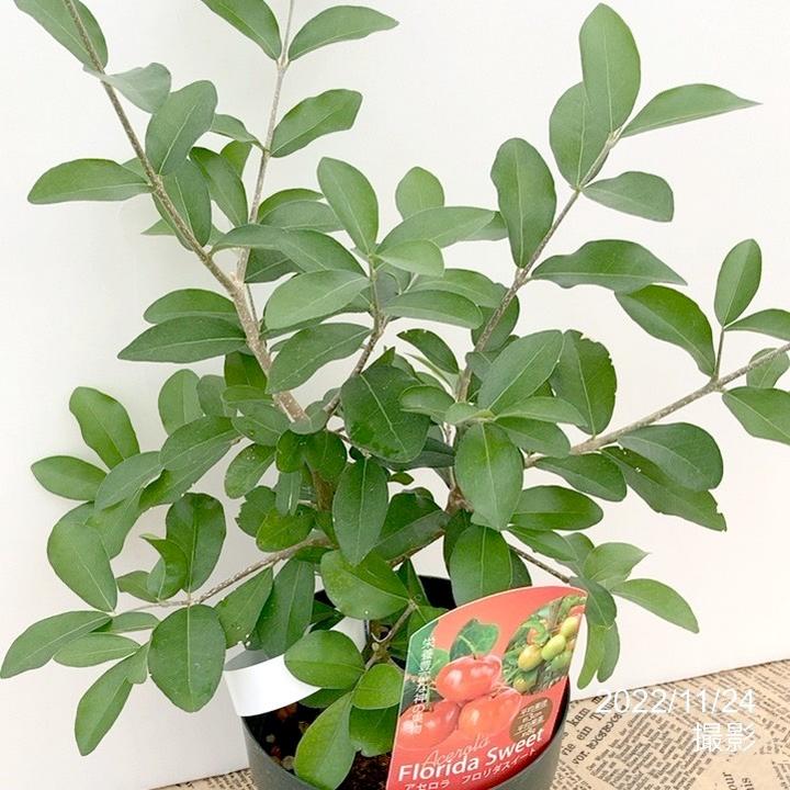 アセロラ フロリダスイート 4号｜果樹10-TU | 果樹,[珍しい果樹