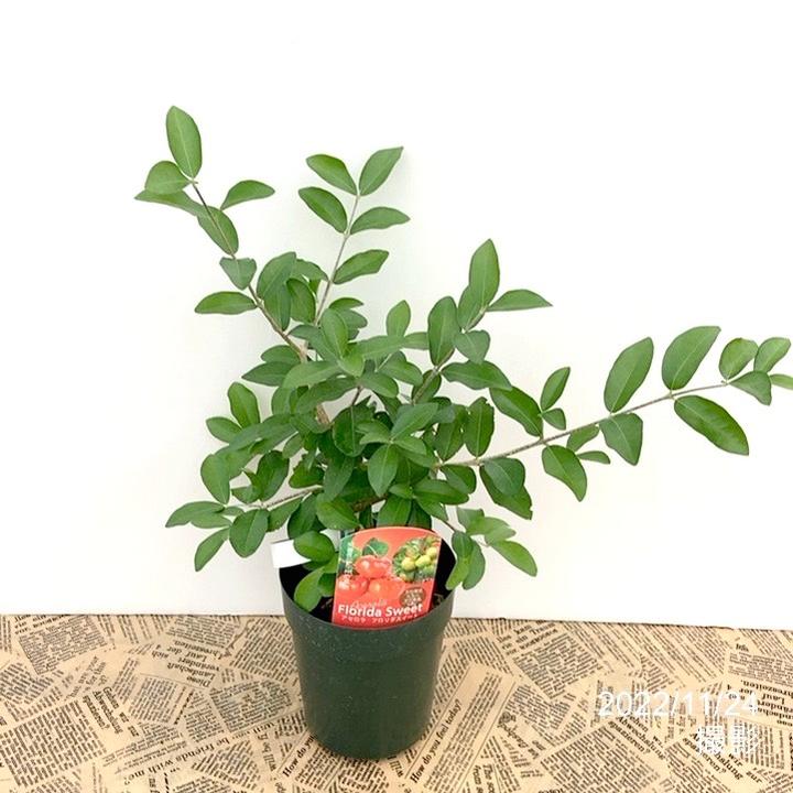 アセロラ フロリダスイート 4号｜果樹10-TU | 果樹,[珍しい果樹