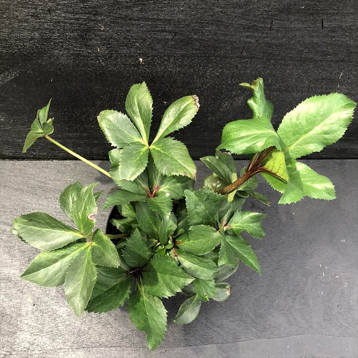 クリスマスローズ 氷の薔薇 4.5号 ローズ｜山野04-PA | 草花