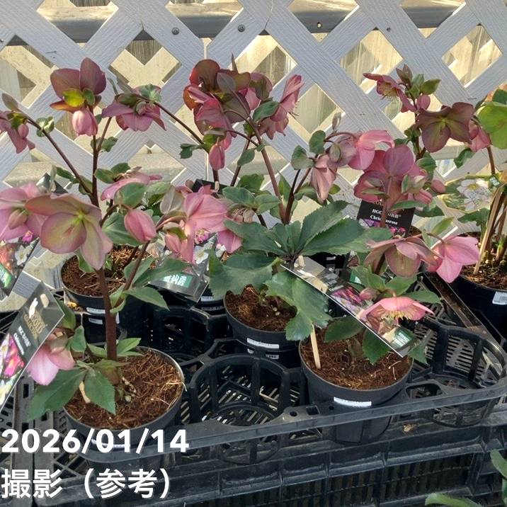 クリスマスローズ 氷の薔薇 4.5号 ローズ｜山野04-PA | 草花