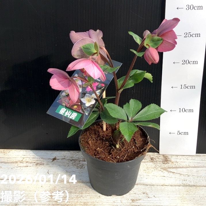 クリスマスローズ 氷の薔薇 4.5号 ローズ｜山野04-PA | 草花