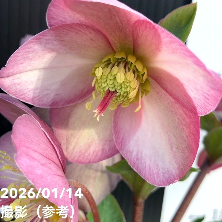 クリスマスローズ 氷の薔薇 4.5号 ローズ｜山野04-PA | 草花