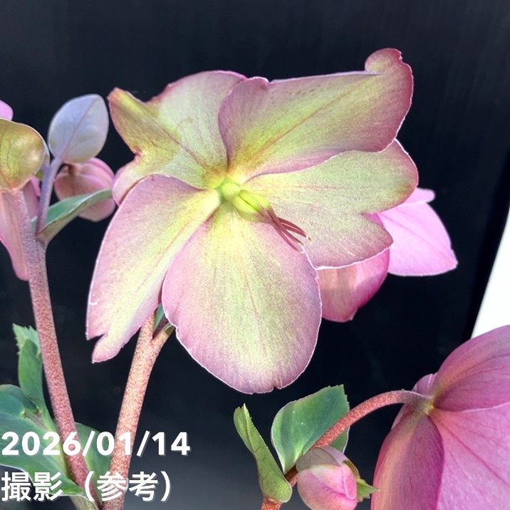 クリスマスローズ 氷の薔薇 4.5号 ローズ｜山野04-PA | 草花