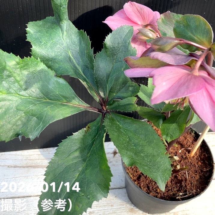 クリスマスローズ 氷の薔薇 4.5号 ローズ｜山野04-PA | 草花