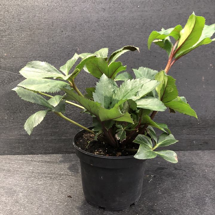 クリスマスローズ 氷の薔薇 4.5号 ローズ｜山野04-PA | 草花