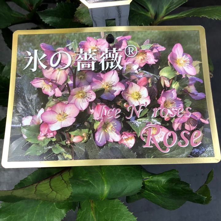 クリスマスローズ 氷の薔薇 4.5号 ローズ｜山野04-PA | 草花