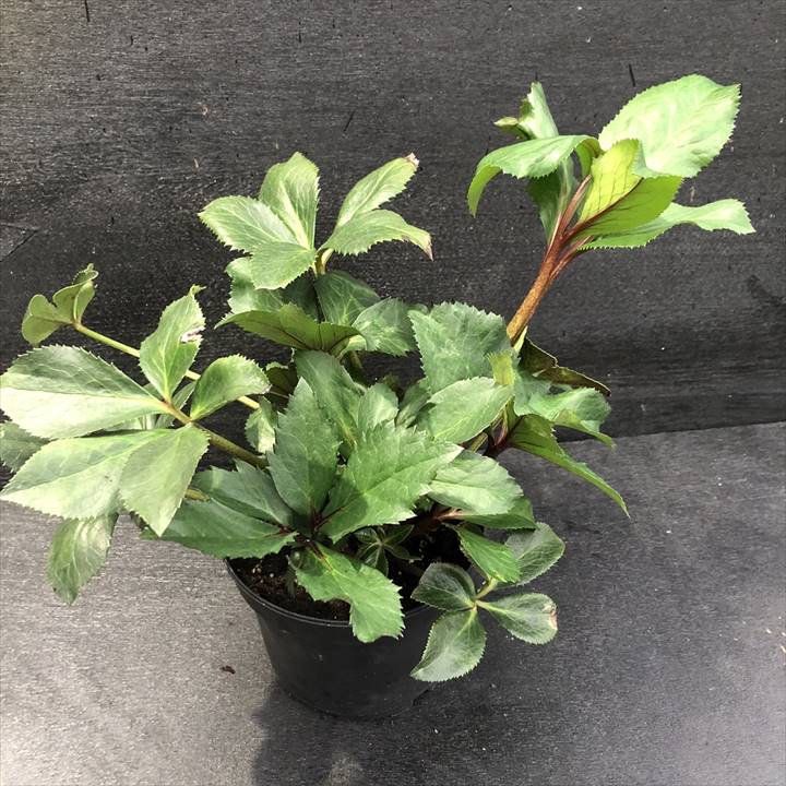 クリスマスローズ 氷の薔薇 4.5号 ローズ｜山野04-PA | 草花