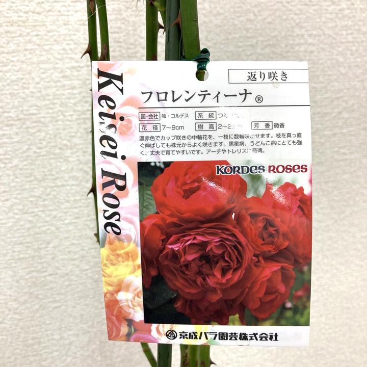 つるバラ長尺苗 フロレンティーナ 6号 京成バラ園芸｜s200｜花木04-PA