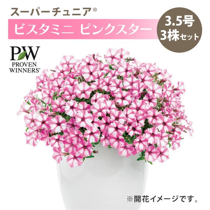 PW スーパーチュニア ビスタミニ ピンクスター 3.5号×3株セット｜草花
