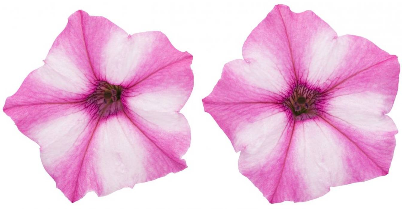 PW スーパーチュニア ビスタミニ ピンクスター 3.5号×3株セット｜草花