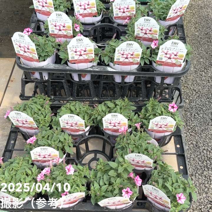 PW スーパーチュニア ビスタミニ ピンクスター 3.5号×3株セット｜草花