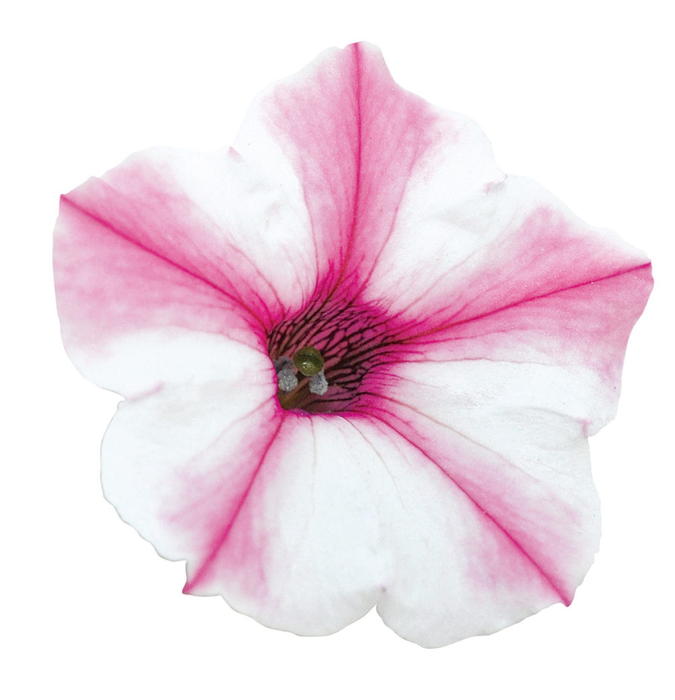 PW スーパーチュニア ビスタミニ ピンクスター 3.5号×3株セット｜草花