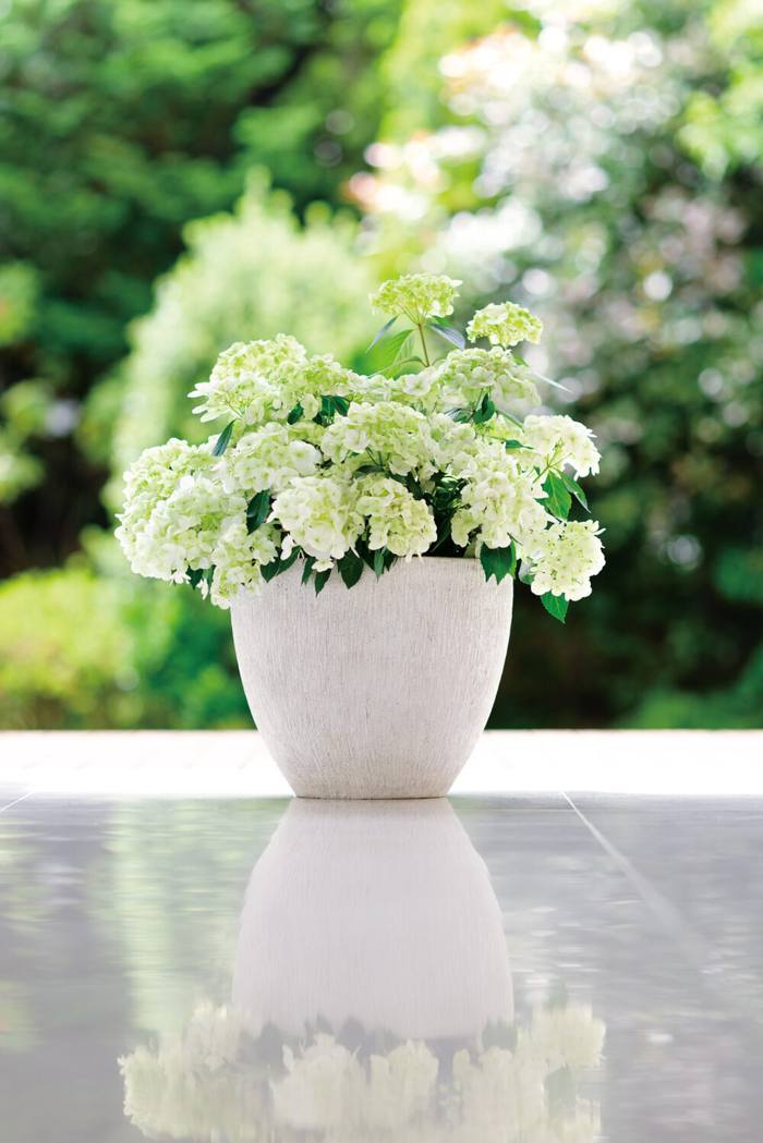 【花苗】ラグランジア　シャンデリーニ　タグ付き　正規品　お花開花中 開花中＞PW ラグランジア シャンデリーニ 5号｜花木04-PA | 花木・庭木