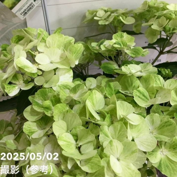 開花中＞PW ラグランジア シャンデリーニ 5号｜花木04-PA | 花木・庭木