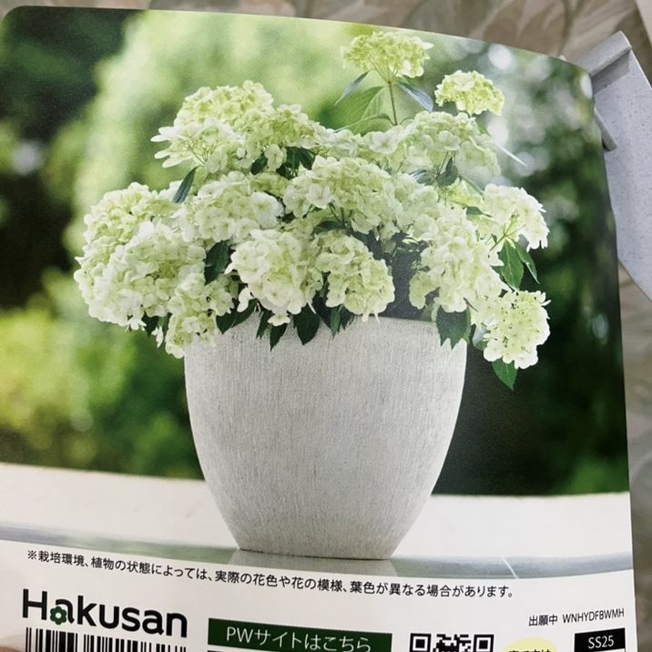 開花中＞PW ラグランジア シャンデリーニ 5号｜花木04-PA | 花木