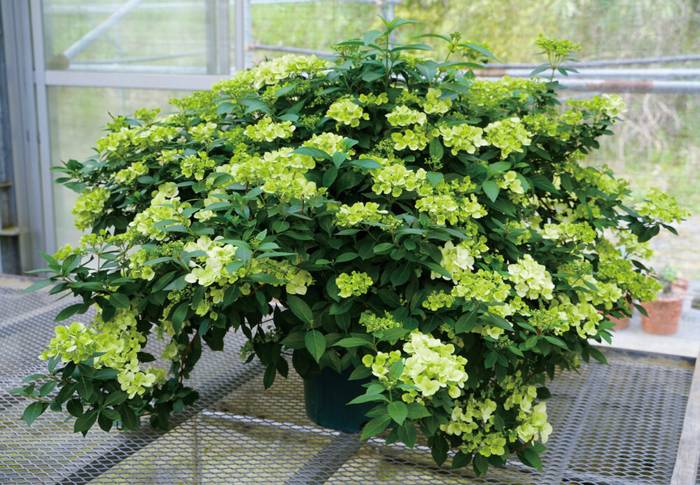 開花中＞PW ラグランジア シャンデリーニ 5号｜花木04-PA | 花木