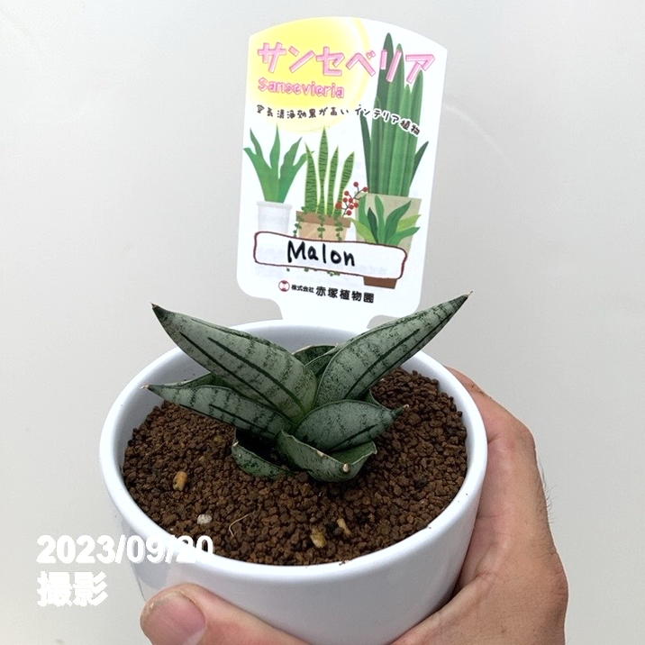 観葉植物《らくらくメルカリ便♪》サンセベリア・希少・美苗株☆ Aya
