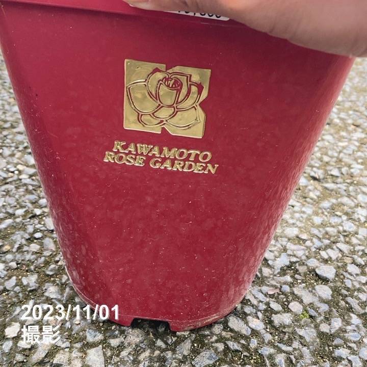 充実の長尺バラ コフレ 7号 河本バラ園 河本麻記子さん｜s200｜花木04