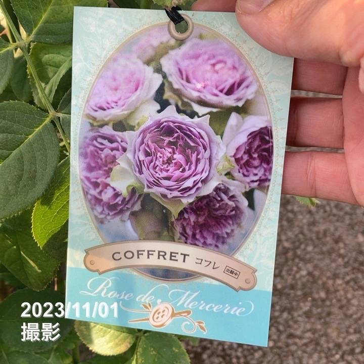レアな8cmCD 3枚セット※バラ売り不可 充実の長尺バラ コフレ 7号 河本バラ園 河本麻記子さん｜s200｜花木04