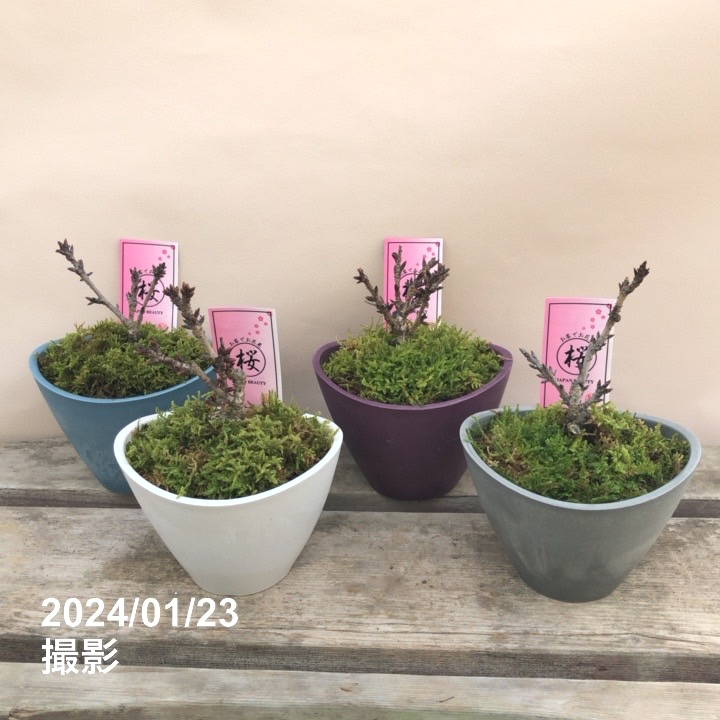 一才桜 旭山 4号 楕円樹脂鉢｜花木04-PA | 花木・庭木,サクラ・梅