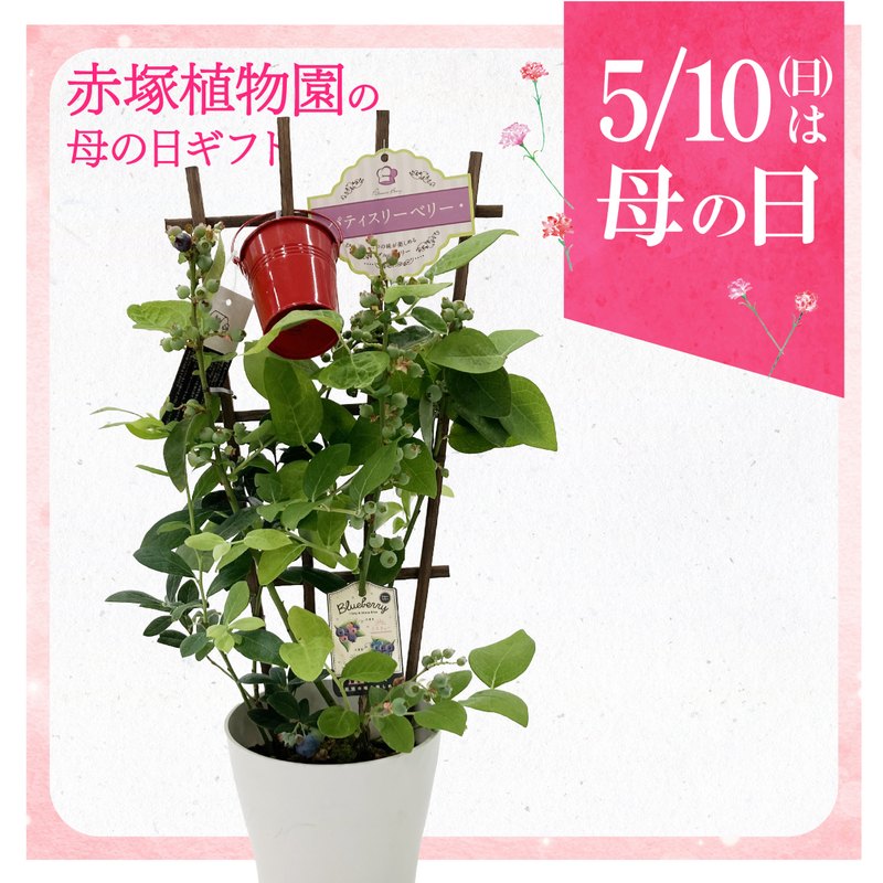 お届け5/12以降】母の日ギフト2026 ブルーベリー 母の日仕立て 2種植え