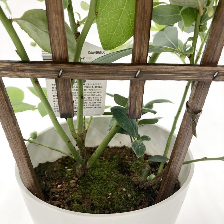 母の日ギフト2025 ブルーベリー 母の日仕立て 2種植え 5号|鉢花10-TU