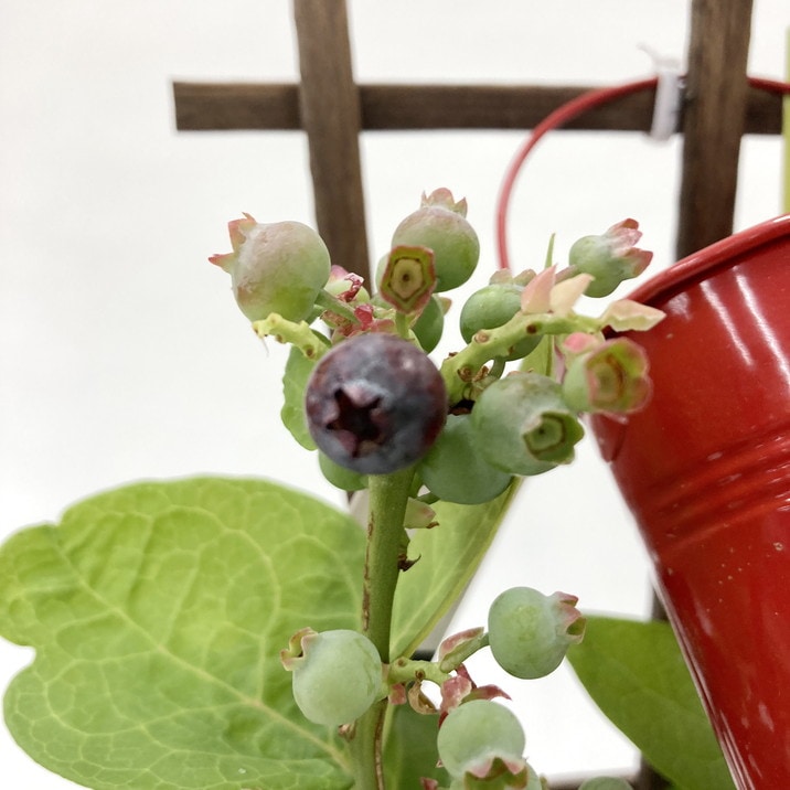 母の日ギフト2025 ブルーベリー 母の日仕立て 2種植え 5号|鉢花10-TU