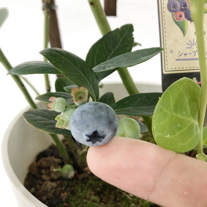 母の日ギフト2025 ブルーベリー 母の日仕立て 2種植え 5号|鉢花10-TU