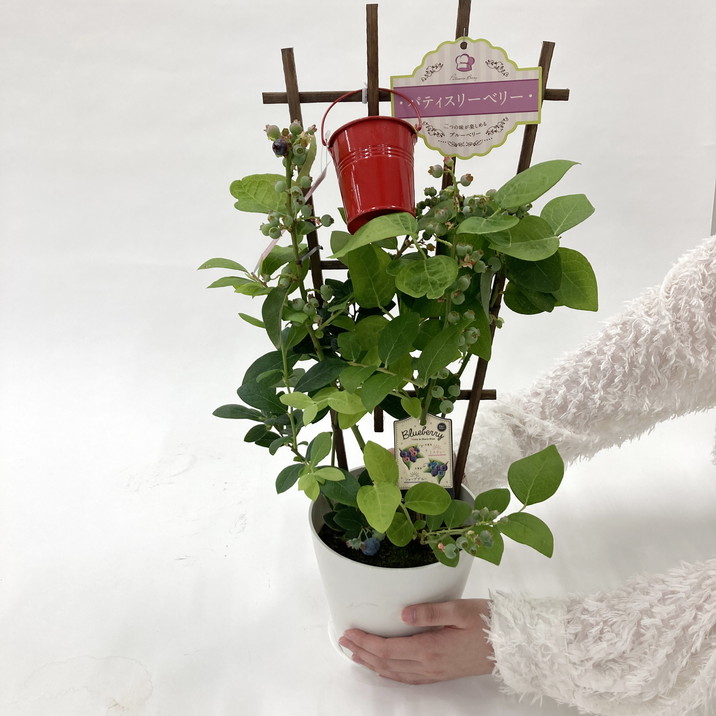 母の日ギフト2025 ブルーベリー 母の日仕立て 2種植え 5号｜鉢花10-TU