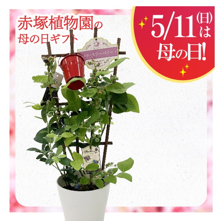 Berryさん専用 ベリーベリー様専用 Berry様 専用 ベリーさま専用 Berry 様 専用