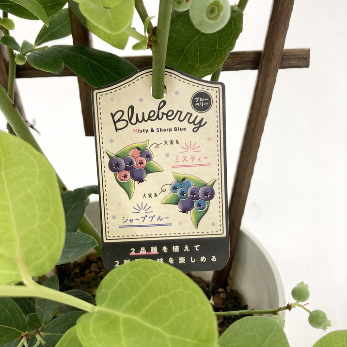 母の日ギフト2025 ブルーベリー 母の日仕立て 2種植え 5号｜鉢花10-TU