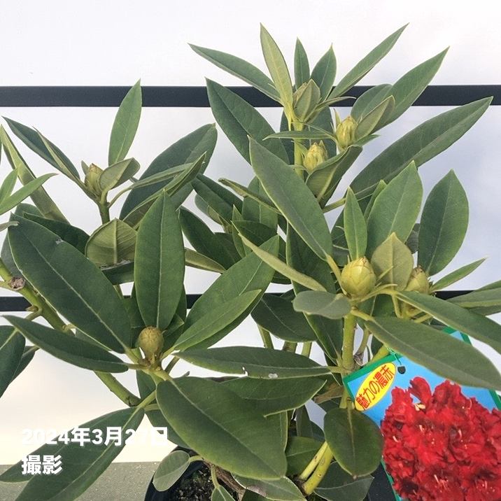 西洋シャクナゲ 6号 ブラックマジック｜花木03-D3 | 花木・庭木