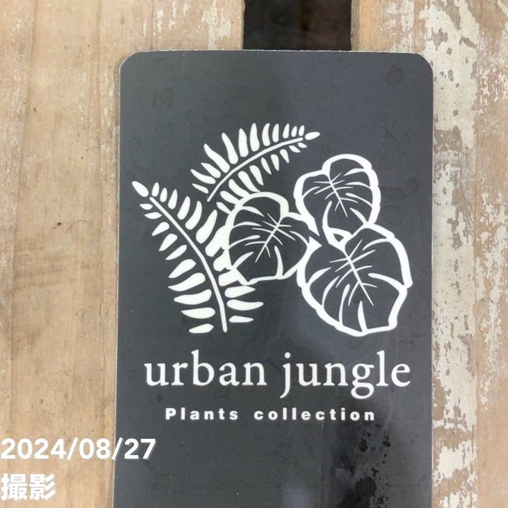 現品お届け】モンステラ アダンソニー バリエガータ 5号ロングスリット