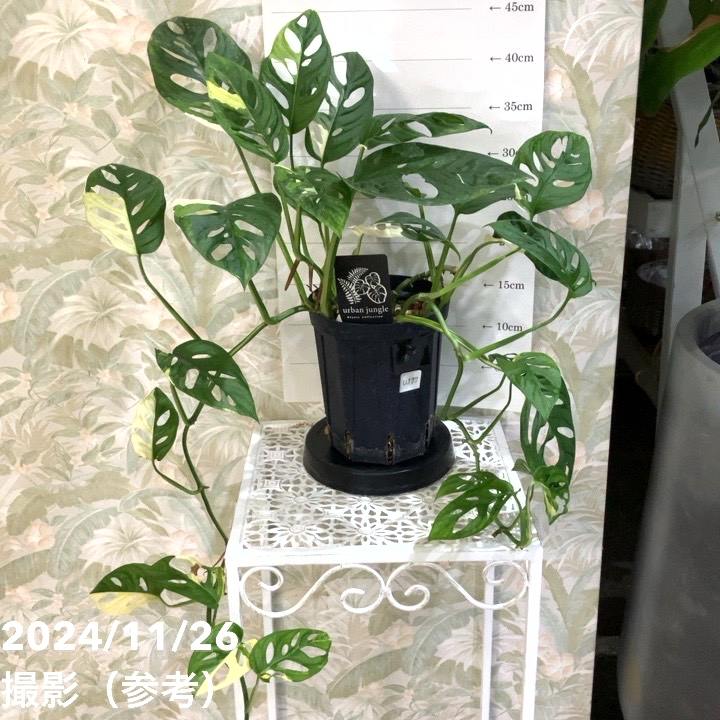 【現品】モンステラ・バリエガータ　8号鉢　斑入りモンステラ　AP番 現品】モンステラ・バリエガータ 8号鉢 斑入りモンステラ 8B番