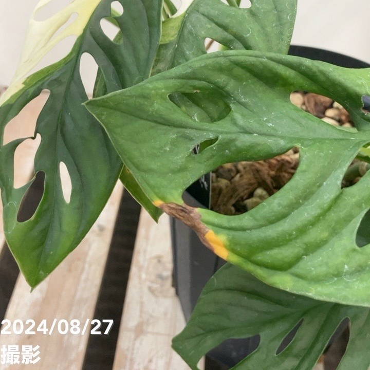 【希少植物4】 モンステラ アダンソニー バリエガタ 最上美術株 希少植物4】 モンステラ アダンソニー バリエガタ 最上美術株