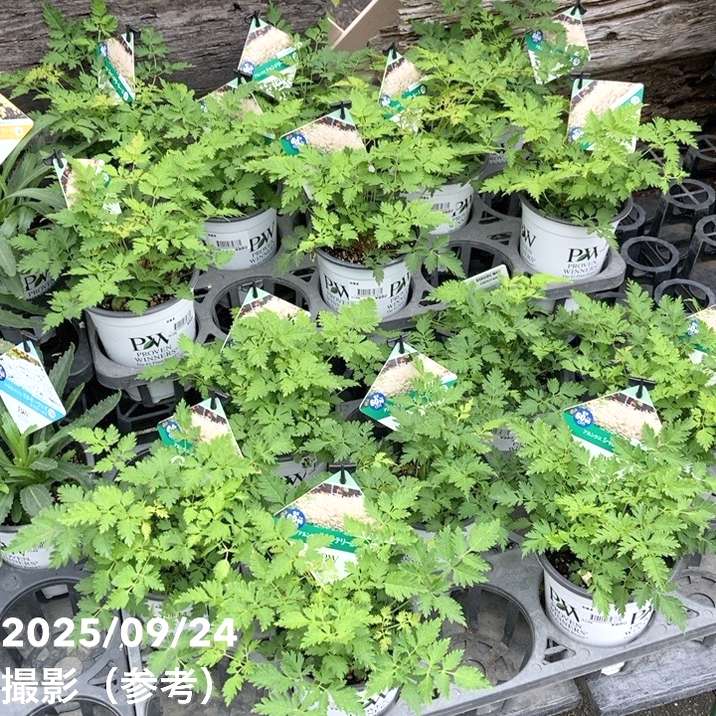 PW アルンクス シャンテリーレース 11cmロングポット×2鉢セット｜草花