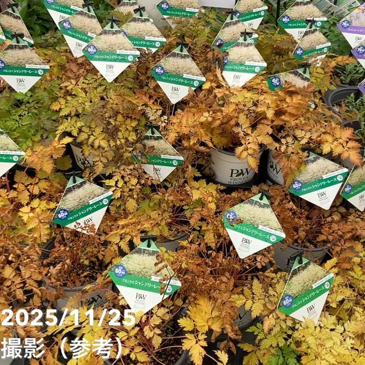 PW アルンクス シャンテリーレース 11cmロングポット×2鉢セット｜草花