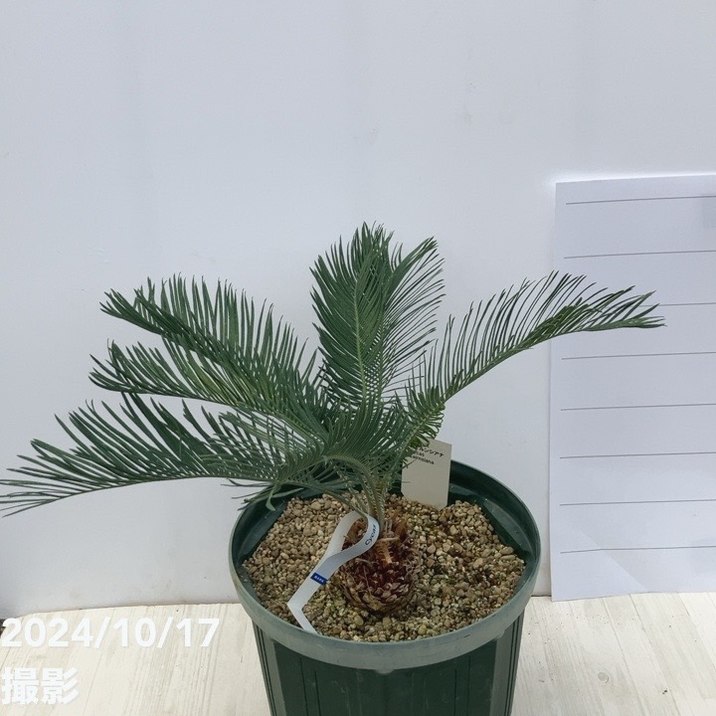 【期間限定特価】ブルーソテツ　サイカス　カイルンシアナ　赤肌　美個体　ソテツ 楽天市場】【激レア！現品お届け】サイカス カイルンシアナ（ブルー