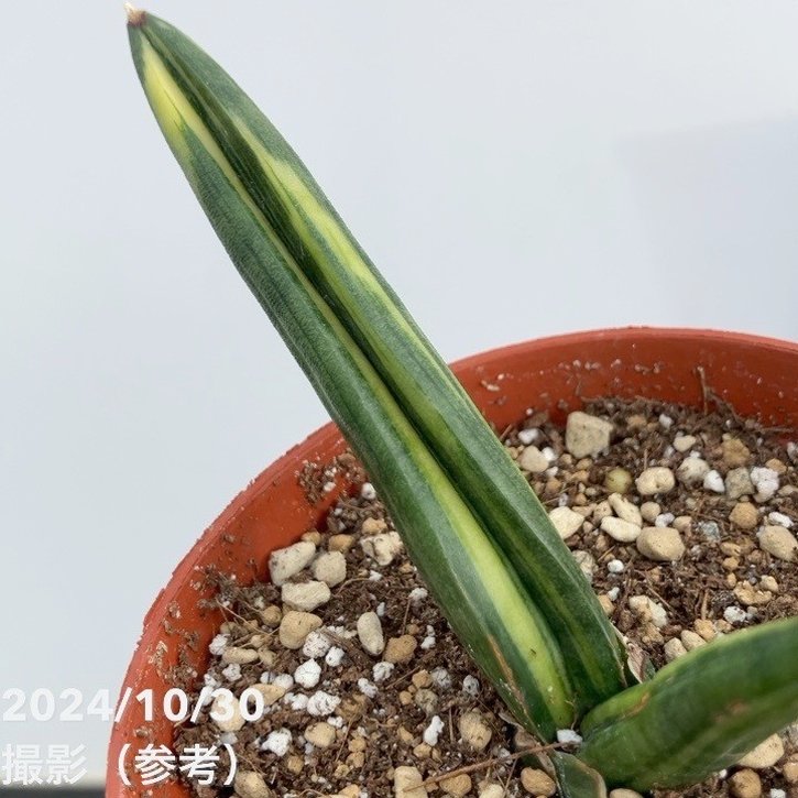 現品お届け】サンスベリア 3号 パテンス 斑入り(S103)|観葉02-D2 現品お届け】サンスベリア 3号 パテンス 斑入り(S103)|観葉02-D2