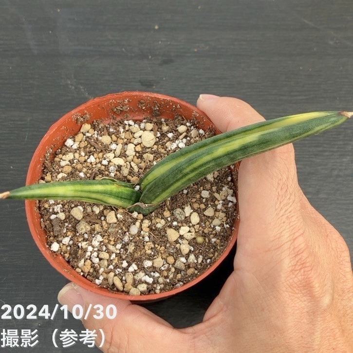 現品お届け】サンスベリア 3号 パテンス 斑入り（S103）｜観葉02-D2