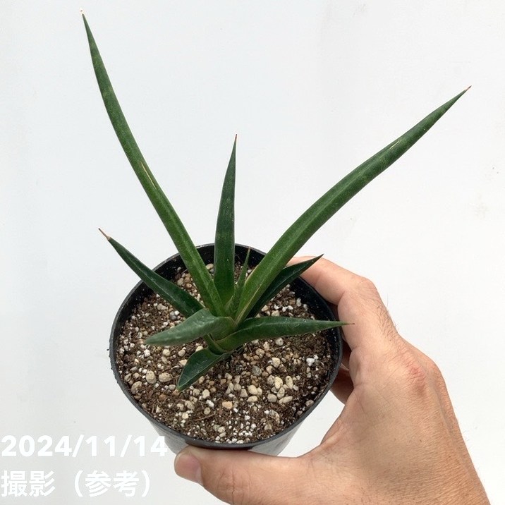 現品お届け】サンスベリア 3.5号 ブラックコーラル（子株）（S124