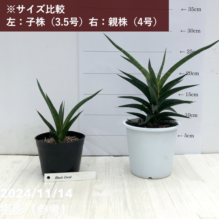 現品お届け】サンスベリア 3.5号 ブラックコーラル（子株）（S124