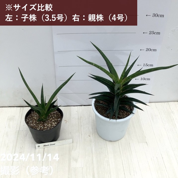 【現品お届け】サンスベリア 3.5号 ブラックコーラル(子株)(S124)|観葉02-D2