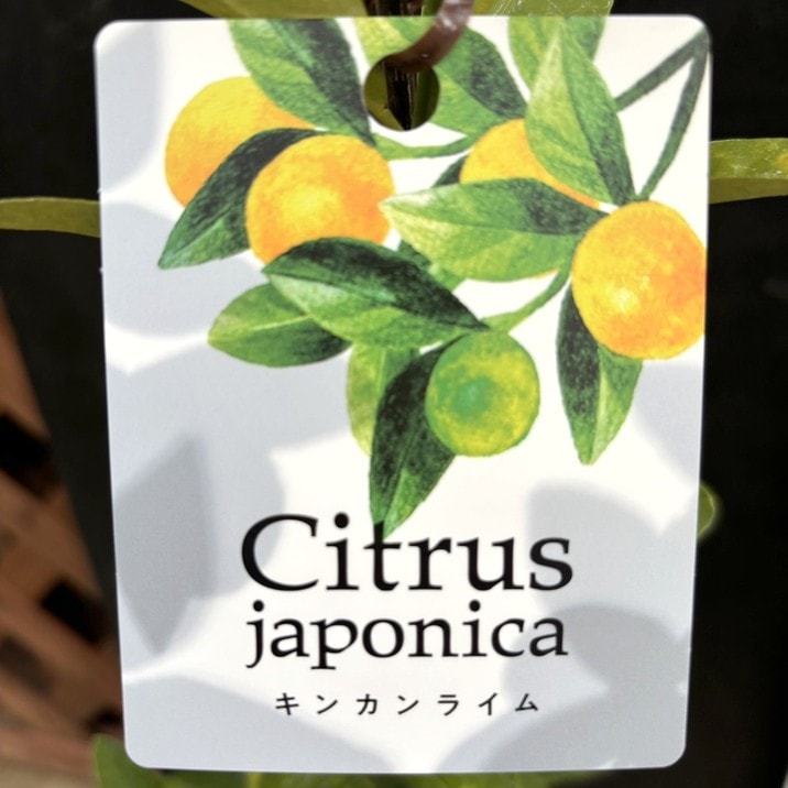 金柑 楽天市場】たまたま エクセレント 2L-3L (1kg) 宮崎産 たまたま