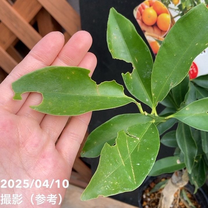 PREDAN 秋の木4色 大① PREDAN 秋の木4色 大① PREDAN 秋の木4色 大①