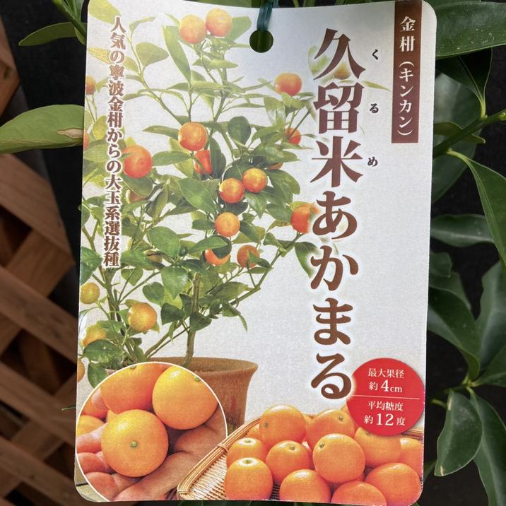 キンカン 久留米あかまる 4号ロングポット 1年生 接木苗｜柑橘