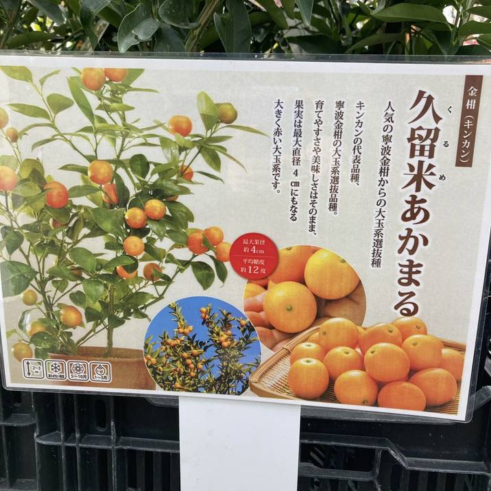 エビス丸特選 あま〜い 南柑 20号　家庭用 キンカン 久留米あかまる 4号ロングポット 1年生 接木苗｜柑橘