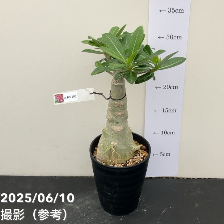 多肉植物/アデニウム・オベスム 秋の感謝祭　限定1個　実生10年生/極太/タコ足 アデニウム オベスム 4号 KN185（12）｜観葉01-D1 | 観葉・多肉