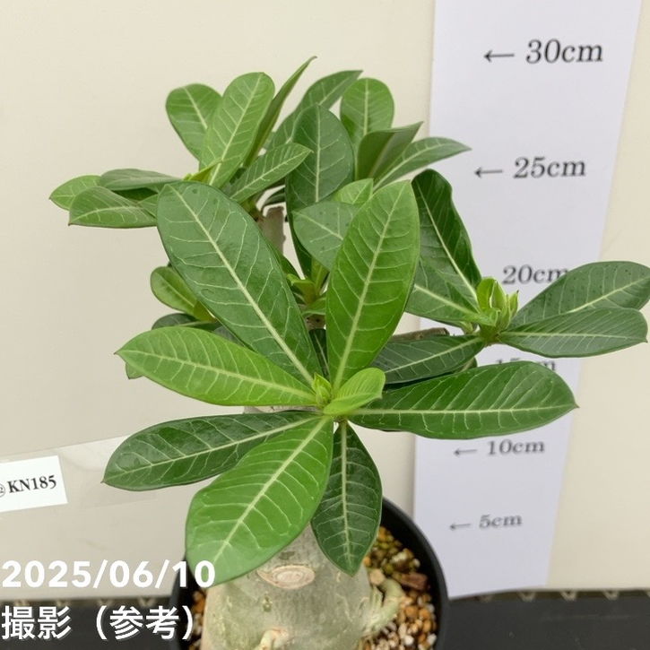 アデニウム オベスム 4号 KN185（12）｜観葉01-D1 | 観葉・多肉